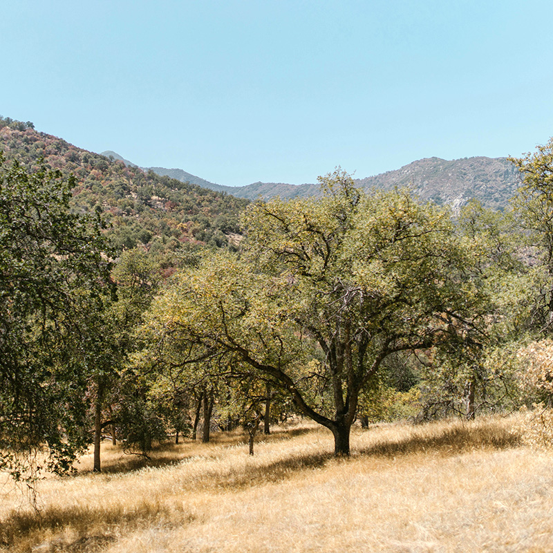 Urban trees planted through Wedgewood Homes' TreeLC sustainability initiative in Southern California